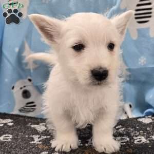 Boyd, West Highland Terrier Puppy