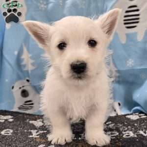 Boyd, West Highland Terrier Puppy