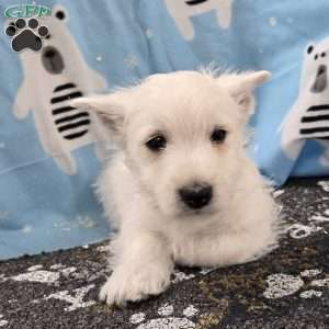 Boyd, West Highland Terrier Puppy