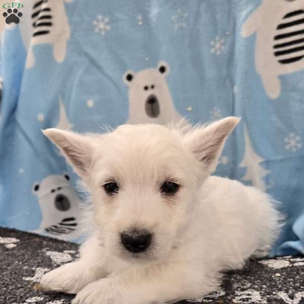 Boyd, West Highland Terrier Puppy