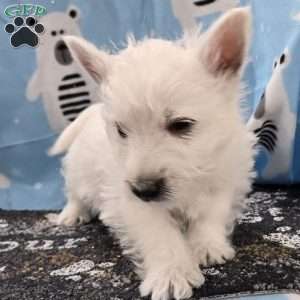 Benny, West Highland Terrier Puppy