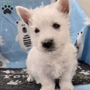 Benny, West Highland Terrier Puppy