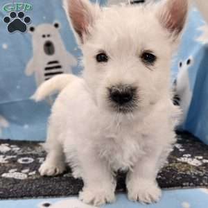 Benny, West Highland Terrier Puppy