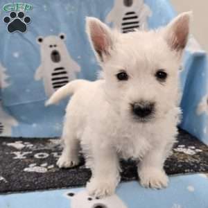 Benny, West Highland Terrier Puppy