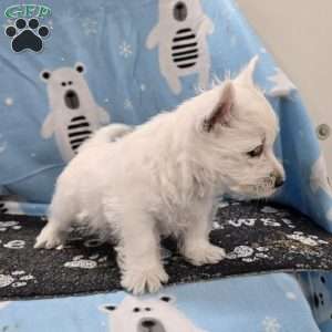 Benny, West Highland Terrier Puppy