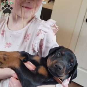 DEUCE, Doberman Pinscher Puppy