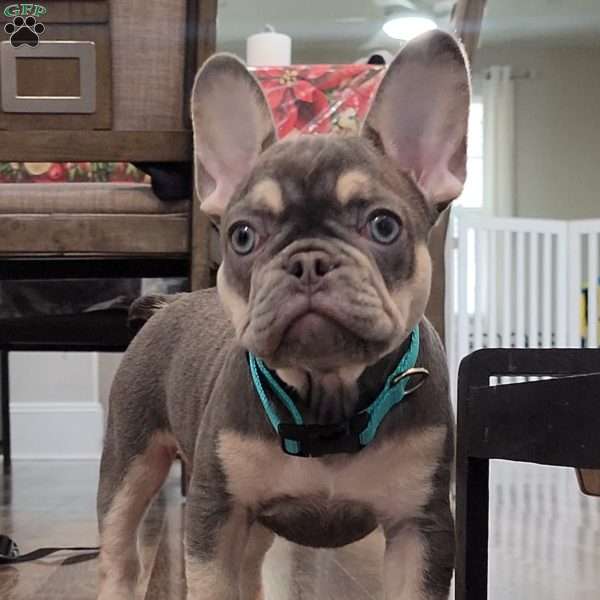 Big Mama, French Bulldog Puppy