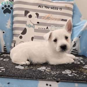 Phil, West Highland Terrier Puppy