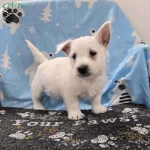 Phil, West Highland Terrier Puppy