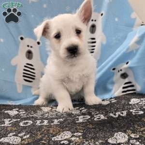 Phil, West Highland Terrier Puppy