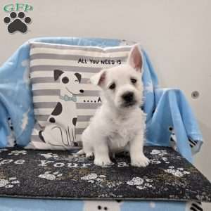 Phil, West Highland Terrier Puppy