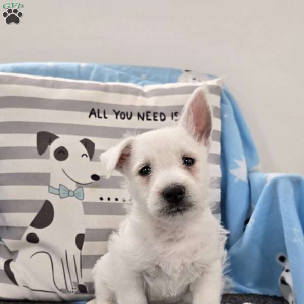 Phil, West Highland Terrier Puppy