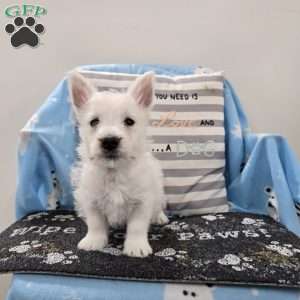 Peter, West Highland Terrier Puppy
