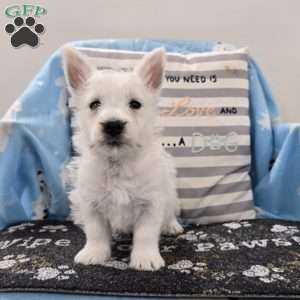 Peter, West Highland Terrier Puppy
