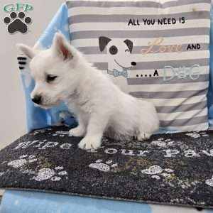 Peter, West Highland Terrier Puppy