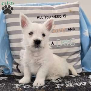 Peter, West Highland Terrier Puppy