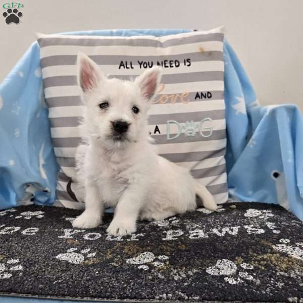 Peter, West Highland Terrier Puppy