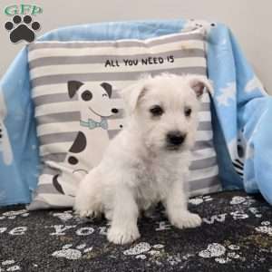 Perry, West Highland Terrier Puppy