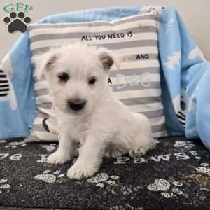Perry, West Highland Terrier Puppy