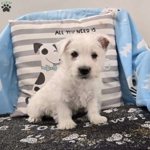 Perry, West Highland Terrier Puppy