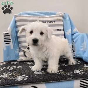 Paul, West Highland Terrier Puppy