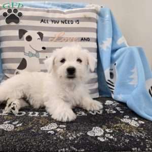 Paul, West Highland Terrier Puppy