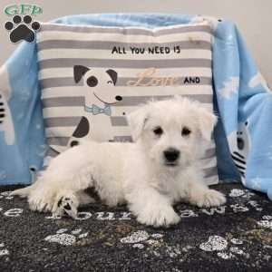Paul, West Highland Terrier Puppy
