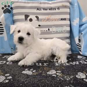 Paul, West Highland Terrier Puppy