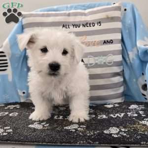 Paul, West Highland Terrier Puppy