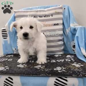 Paul, West Highland Terrier Puppy