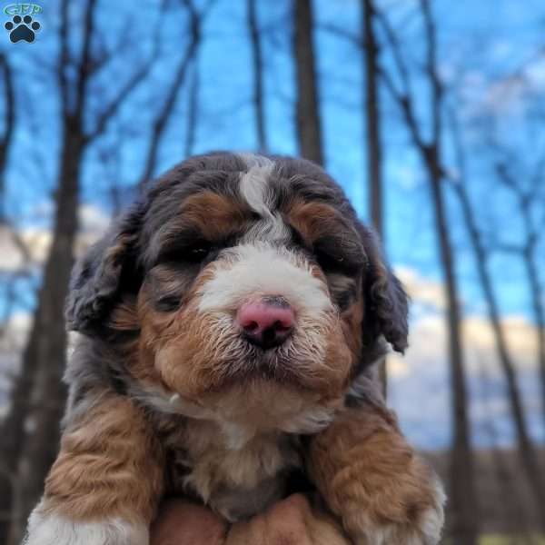 Milo, Mini Bernedoodle Puppy