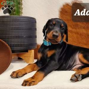 ADDIE, Doberman Pinscher Puppy