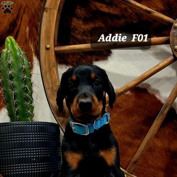 ADDIE, Doberman Pinscher Puppy