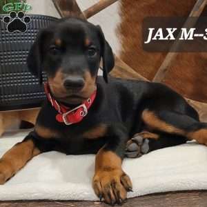 Jax, Doberman Pinscher Puppy