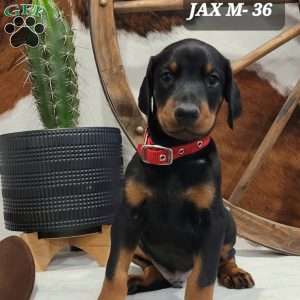 Jax, Doberman Pinscher Puppy