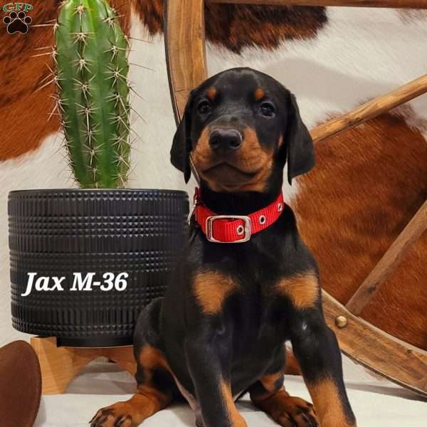 Jax, Doberman Pinscher Puppy