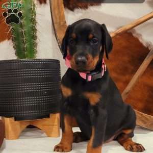 MARIKA, Doberman Pinscher Puppy