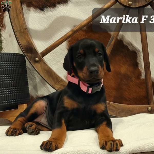 MARIKA, Doberman Pinscher Puppy