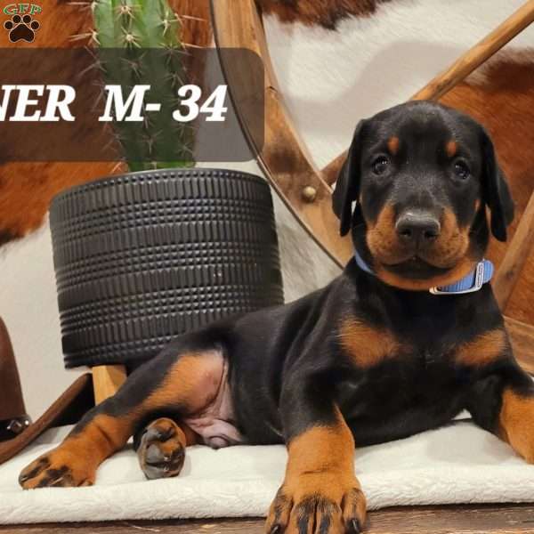 Tanner, Doberman Pinscher Puppy