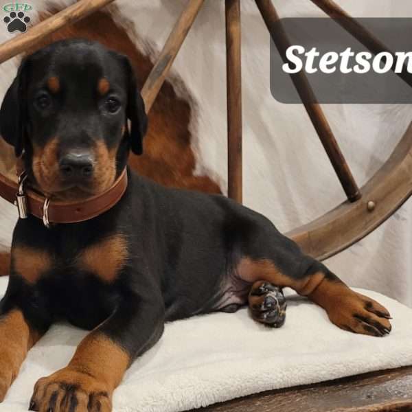 Stetson, Doberman Pinscher Puppy