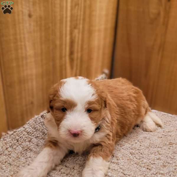 Mason, Mini Bernedoodle Puppy