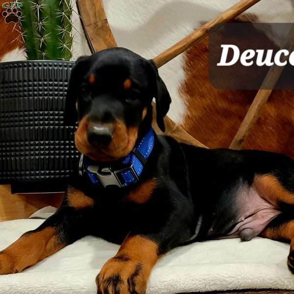 DEUCE, Doberman Pinscher Puppy