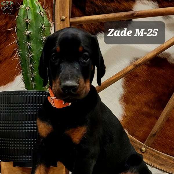 Zade, Doberman Pinscher Puppy
