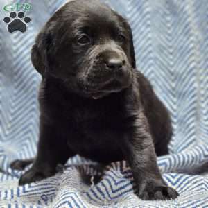 Gracie, Black Labrador Retriever Puppy