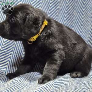 Gracie, Black Labrador Retriever Puppy