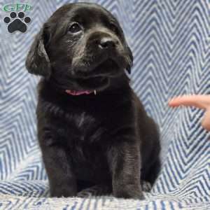 Leah, Black Labrador Retriever Puppy