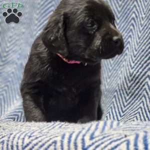 Leah, Black Labrador Retriever Puppy
