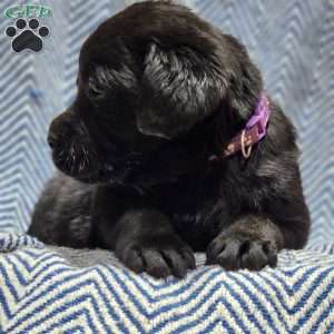 Stella, Black Labrador Retriever Puppy
