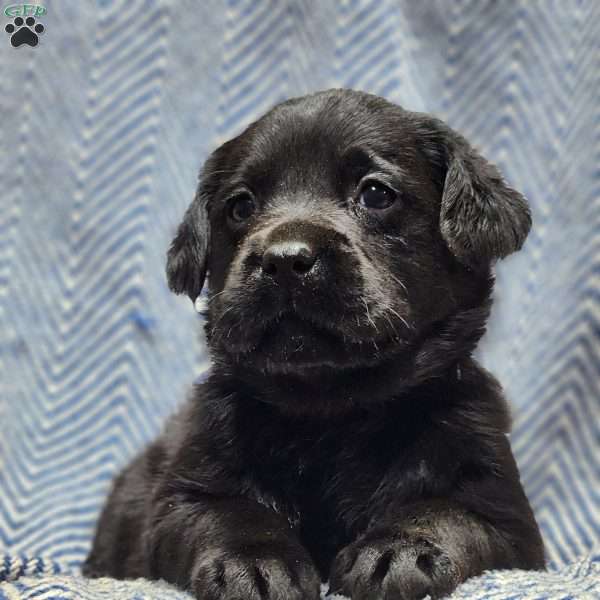 Stella, Black Labrador Retriever Puppy