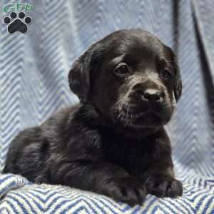 Stella, Black Labrador Retriever Puppy
